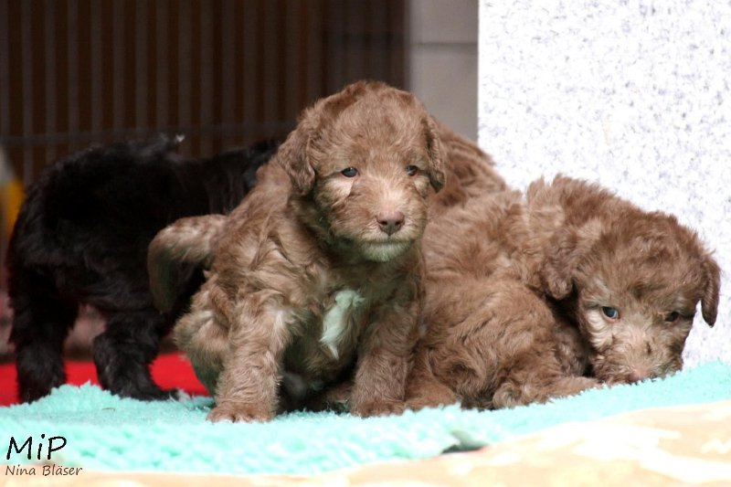 2011-05-28 Puppies Candy & Svet (72).jpg